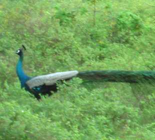 Fasan ruht sich aus ...