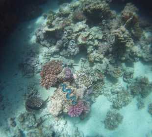 Mördermuschel am Riff