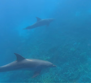 Delfin Tour Makadi Bay