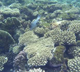 Hausriff vom Grand Hotel Sharm el Sheikh