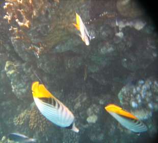 Gestreifter Falterfisch