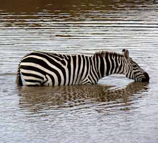 Zebra kühlt sich ab im kleinen See