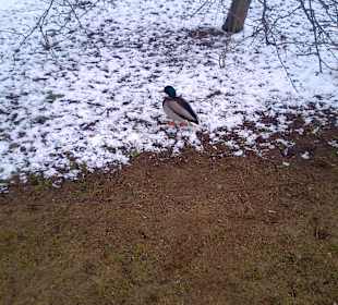 Łazienki wczesną wiosną.