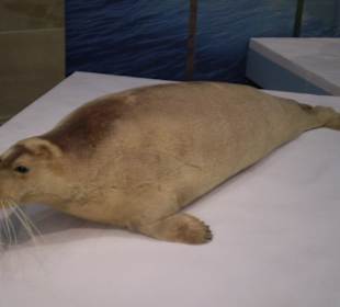 Zoologisches Forschungsmuseum Alexander Koenig
