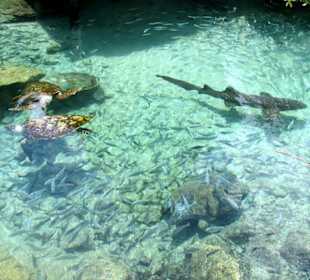Xcaret