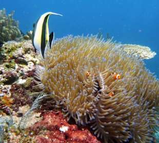 Korallengarten vorm Amed Cafe