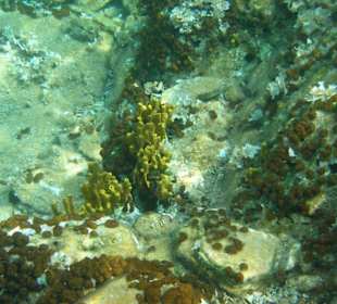 "Holidays and more" - Tauchen in Chalkidiki