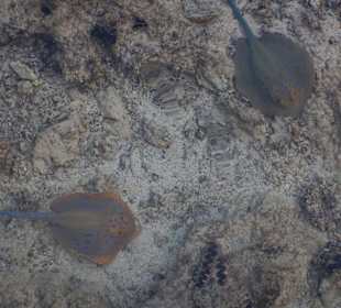 Schnorcheln Marsa Alam