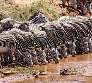 Grevyzebras