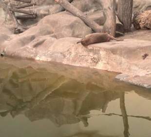 Spacer w zoo