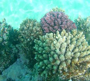 Schnorcheln Hurghada