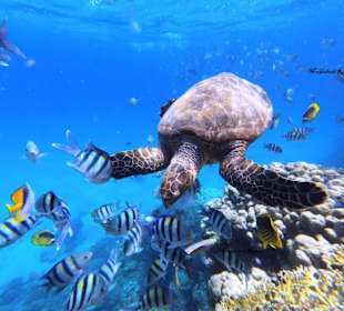 Schildkrötentour und Schnorcheln