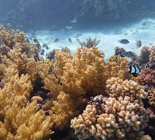 Einmalie Erlebnisse mit Mo´s Delfinen