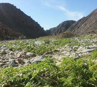 Wadi Hammamat-Marsa Alam Ausfluege 