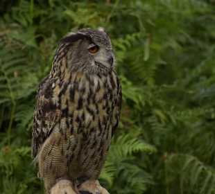 Naturwildpark Granat 