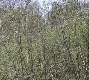 Waldlehrpfad an der Lauter