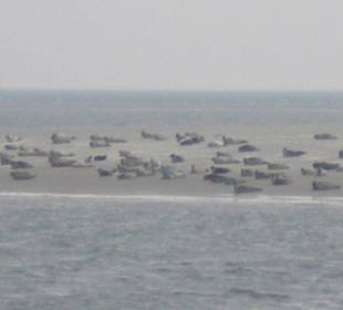 Seehundbank Tegeler Plate