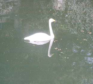 Cisne