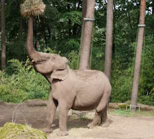 Elefant