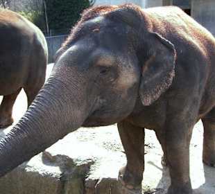 Zoo Münster - Die Tiere