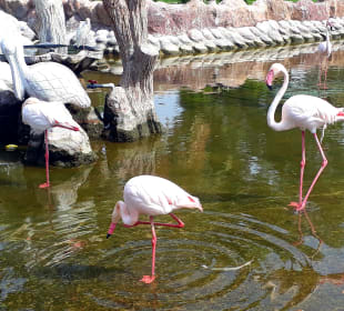 Al Areen Wildlife Park