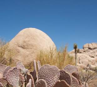 Rundumblick im Joshua Tree National Park