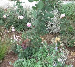 Fuchsien