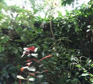 Botanischer Garten der Universität Zürich