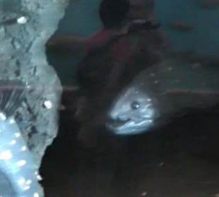 Naturhistorisches Museum