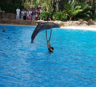 Delfin Show