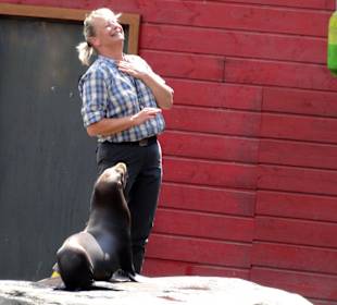 Seehundshow