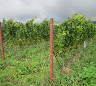 Kulinarische Weinbergswanderung
