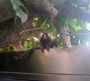 Äffchen im Vivarium