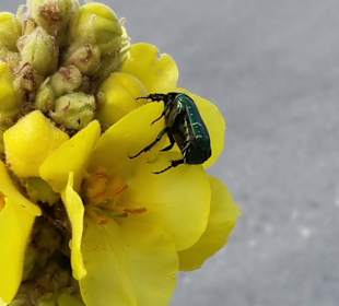 Flora und Fauna Biokovo
