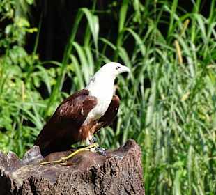 Jurong Bird Park Singapur
