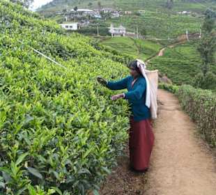 Teeplantage