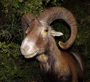 Rundgang durch das Museo della Foca Monaca