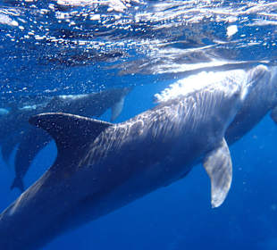 So göttliche Geschöpfe