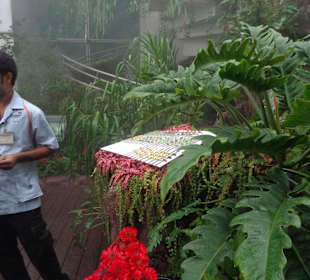 Butterfly Garden
