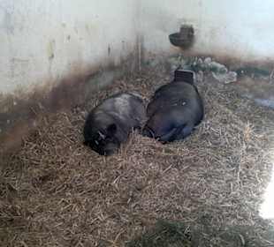 Zoo Brno