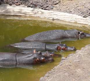 Nilpferde beim Mittagsschlaf