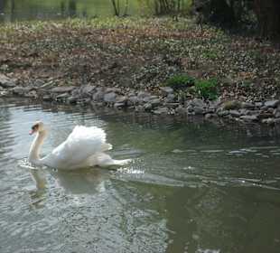 Schlossgarten Schwetzingen