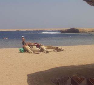 Auch ein Kamel liebt die Sonne