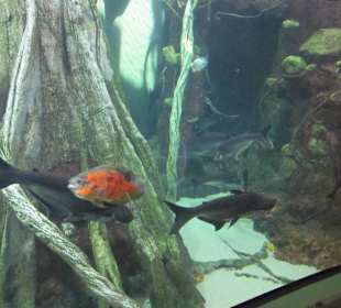 Palma Aquarium