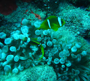 Nemo