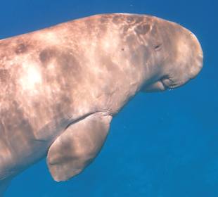 Schnorcheln Hurghada