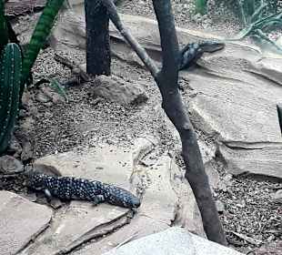 Singapur Zoo