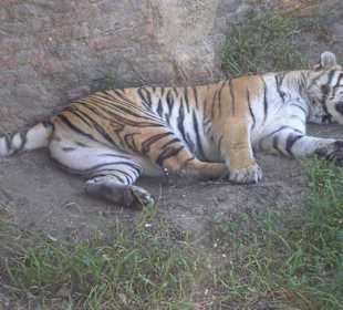 Tiger auf den Asia Jungle Trek