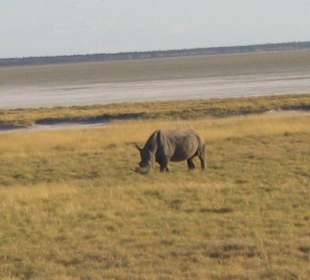 Nashorn