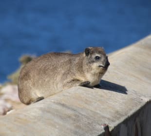 ..ein einheimischer Bewohner
